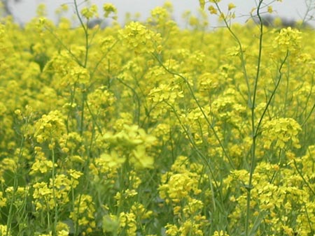Some mustard plants grow more than six feet tall.
