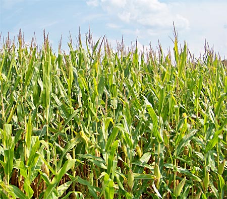 'First the blade, then the ear, after that the full corn in the ear.'