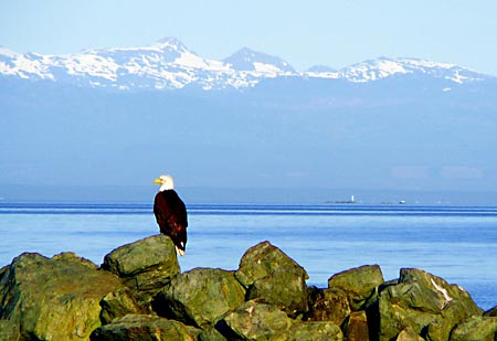 The eagle is one of many creatures that teaches spiritual object lessons.