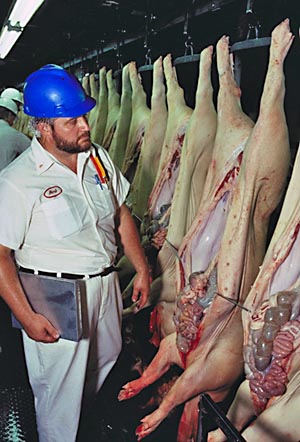 It was only because of their discontent and their murmuring for the fleshpots of Egypt that animal food was granted Israel, and this only for a short time. Its use brought disease and death to thousands.